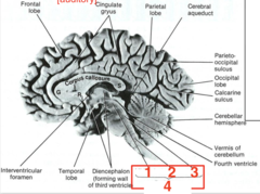 <p>what structure is 3?</p>