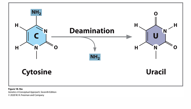 <p>results in Uracil</p><p>causes GC to AT transition</p>