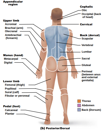 <p>Review: parts of the body and their corresponding regions from a posterior/dorsal view</p>