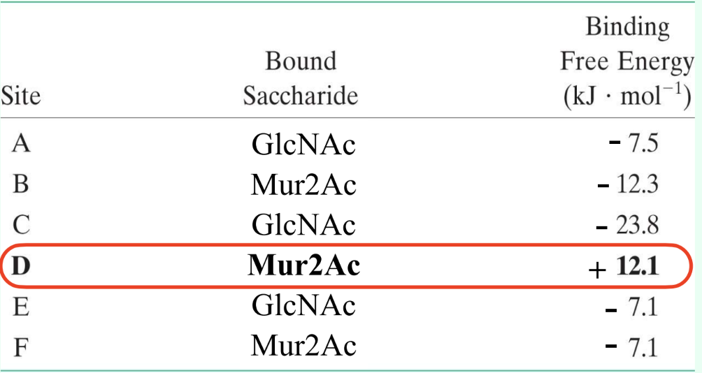 <p>What is the binding free energy for <strong>Mur2Ac at site D</strong>?</p>