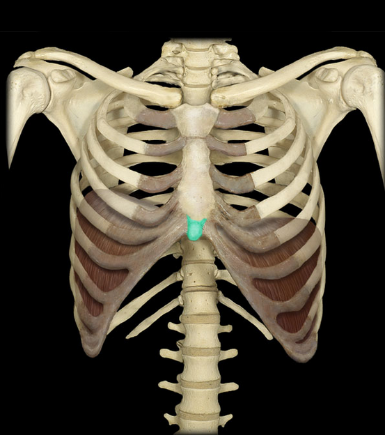 <p>Xiphoid process</p>