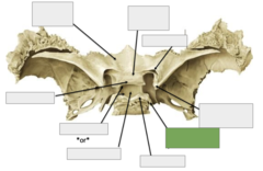 <p>Posterior view: This is the</p>