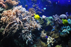 <p>found in or relating to the ocean</p>