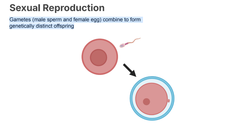 <p>Gametes (<strong>male sperm </strong>and <strong>female egg) </strong>combine to form genetically distinct offspring</p>