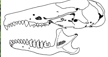 <p>Condylura cristata</p>