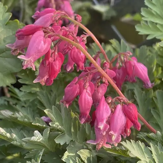 <p>Bleeding Heart</p>