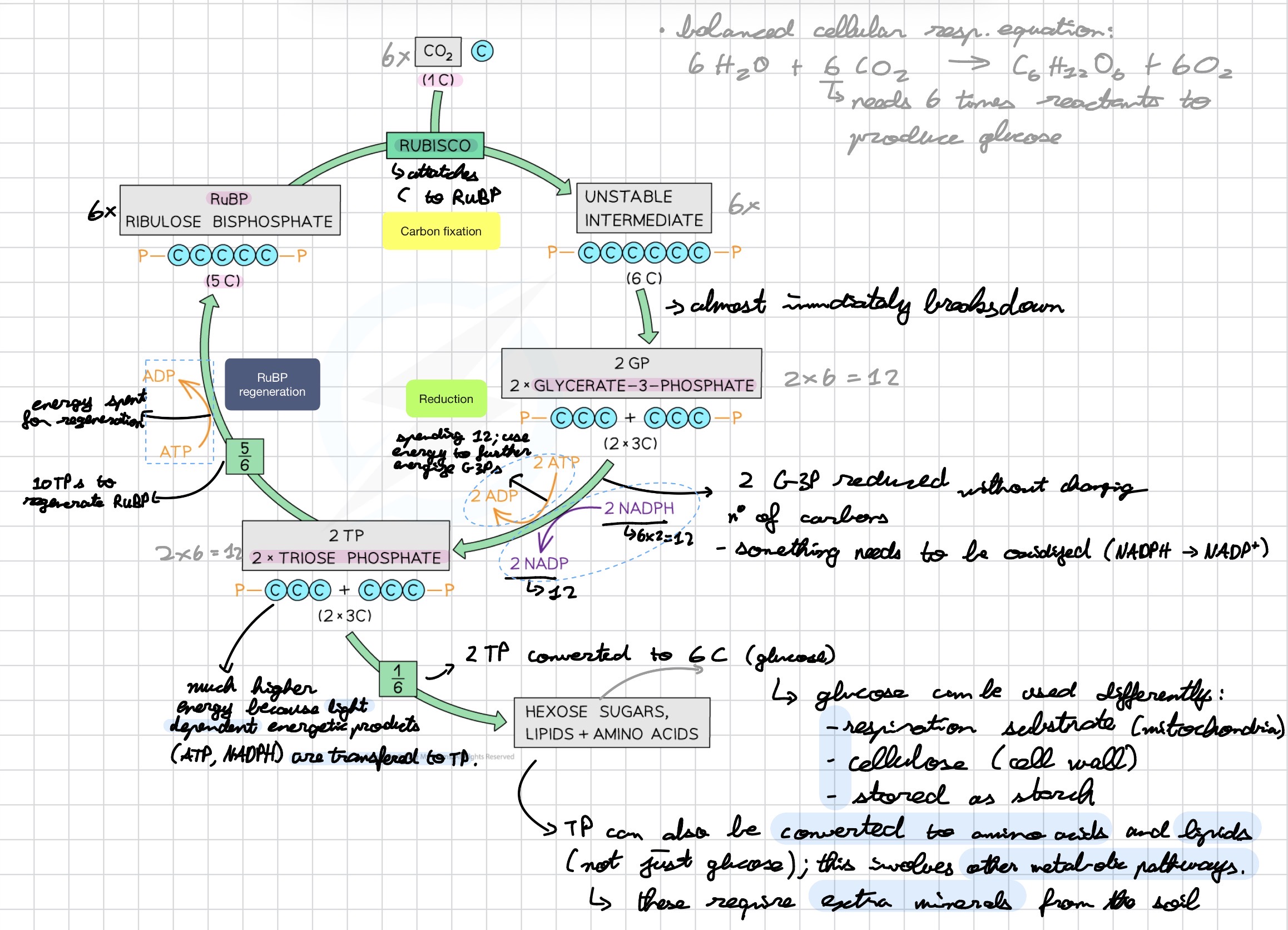 <p>Glucose can be used as:</p>
<p>• A respiration substrate (in mitochondria)</p>
<p>• Cellulose (for the cell wall)</p>
<p>• Stored as starch</p>
<p>TP can also be converted to amino acids and lipids via other metabolic pathways.</p>
<p>• These conversions require extra minerals from the soil (e.g. nitrogen, sulfur, phosphorus)</p>
