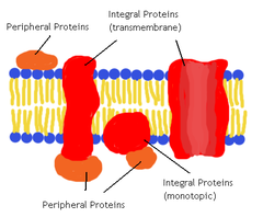 <p>Embedded in phospholipid bilayer. Amphipathic. Some are partially embedded and some are fully embedded (transmembrane)</p>