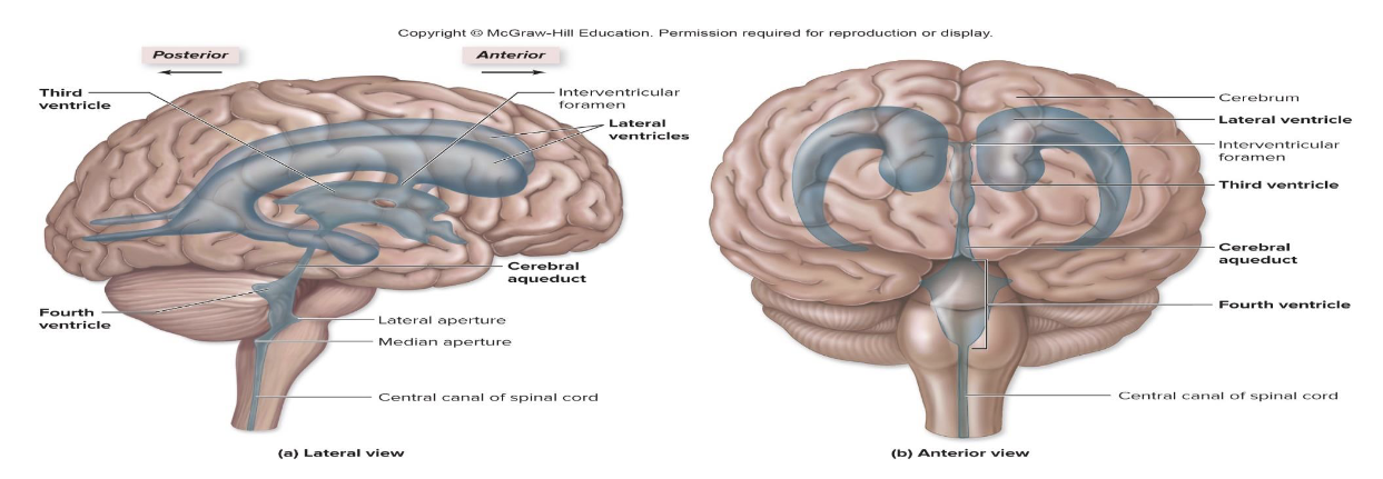 <p><strong>Third Ventricle</strong></p><ul><li><p>Where is the third ventricle located?</p><ul><li><p>What connects the lateral ventricles to the third ventricle?</p></li></ul></li></ul><p></p>