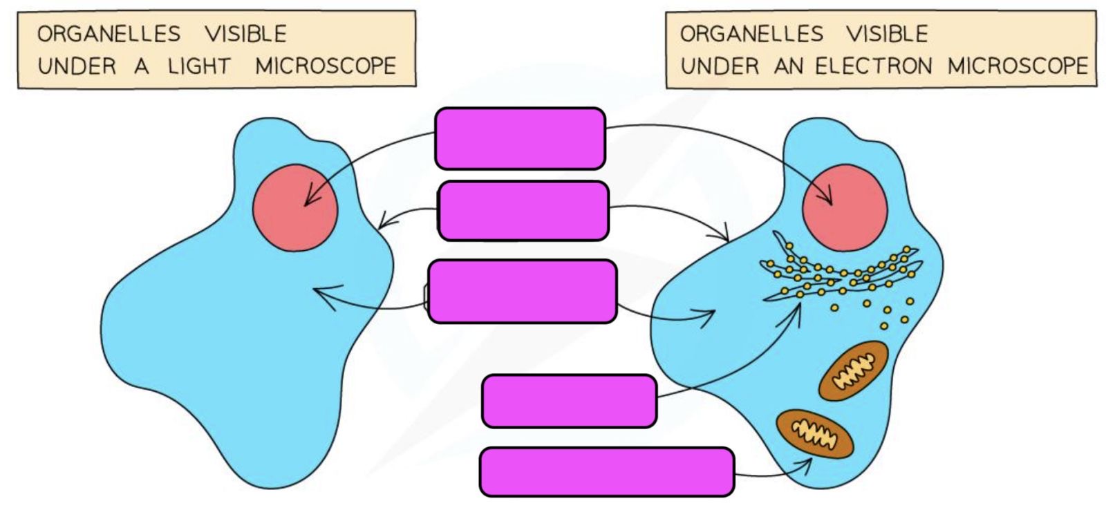 <p>Name specialized  cells of animal</p>