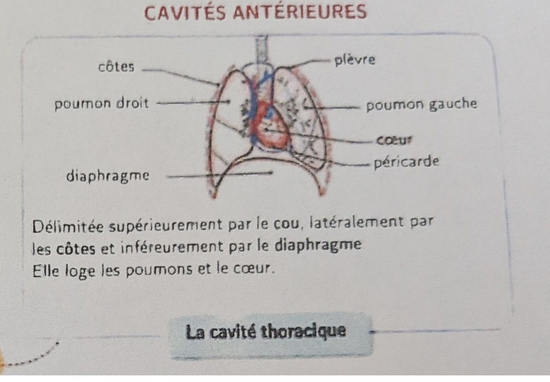 <p>Coeur</p><p class="has-focus">Poumons</p><p class="has-focus">Vaisseau sanguin</p>