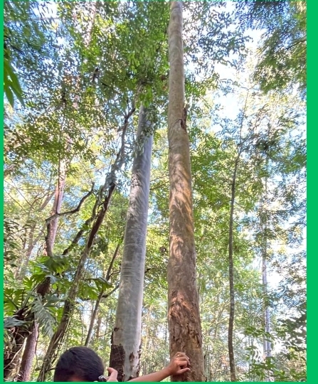 <p>Eucalipto vermelho</p>