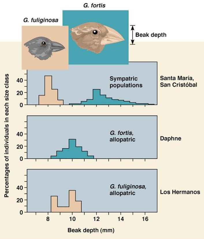 <p>competition drives populations of 2 species living in <strong>same</strong> area to evolve different traits </p>