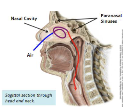 <ul><li><p>Occurs in the <strong>nasal cavities and paranasal sinuses </strong></p><ul><li><p>Air is swirled to become warmed + humidified </p></li></ul></li><li><p>Particulate matter is removed by the <strong>mucosal lining of the respiratory epithelium </strong></p></li></ul><p></p>