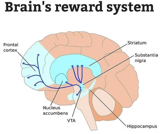 <p>For survival</p><ol><li><p>Stimulus perception = Dopamine relese from VTA → NAc = Increase motivation for action</p></li><li><p>Perform action/behaviour = NAc releases signals to</p></li></ol><ul><li><p>VTA: Disinhibit dopamine neurons = Positive reinforcement</p></li><li><p>Hypothalamus: Stimulate GABAergic neurons = Aversive response</p></li></ul><ol start="3"><li><p>Repeating behaviour = Long-term potentiation (association between stimulus + response) = Behaviour → Habit requiring less conscious effort</p></li></ol><p></p>