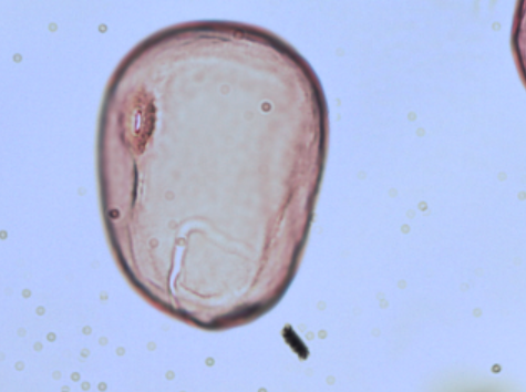 <p>Identify the pollen grains to the <strong>Family</strong> level</p>