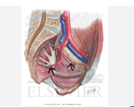 <p><strong>second</strong> blood supply pathway of the hip<br></p>