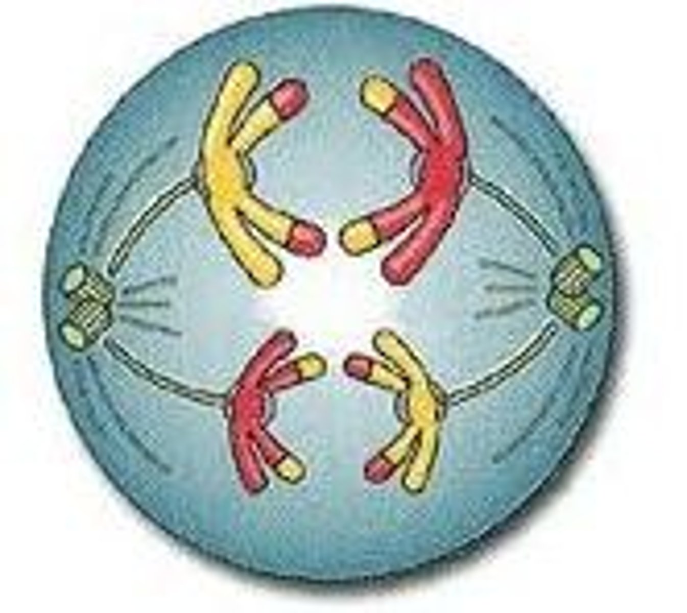 <p>Anaphase I</p>