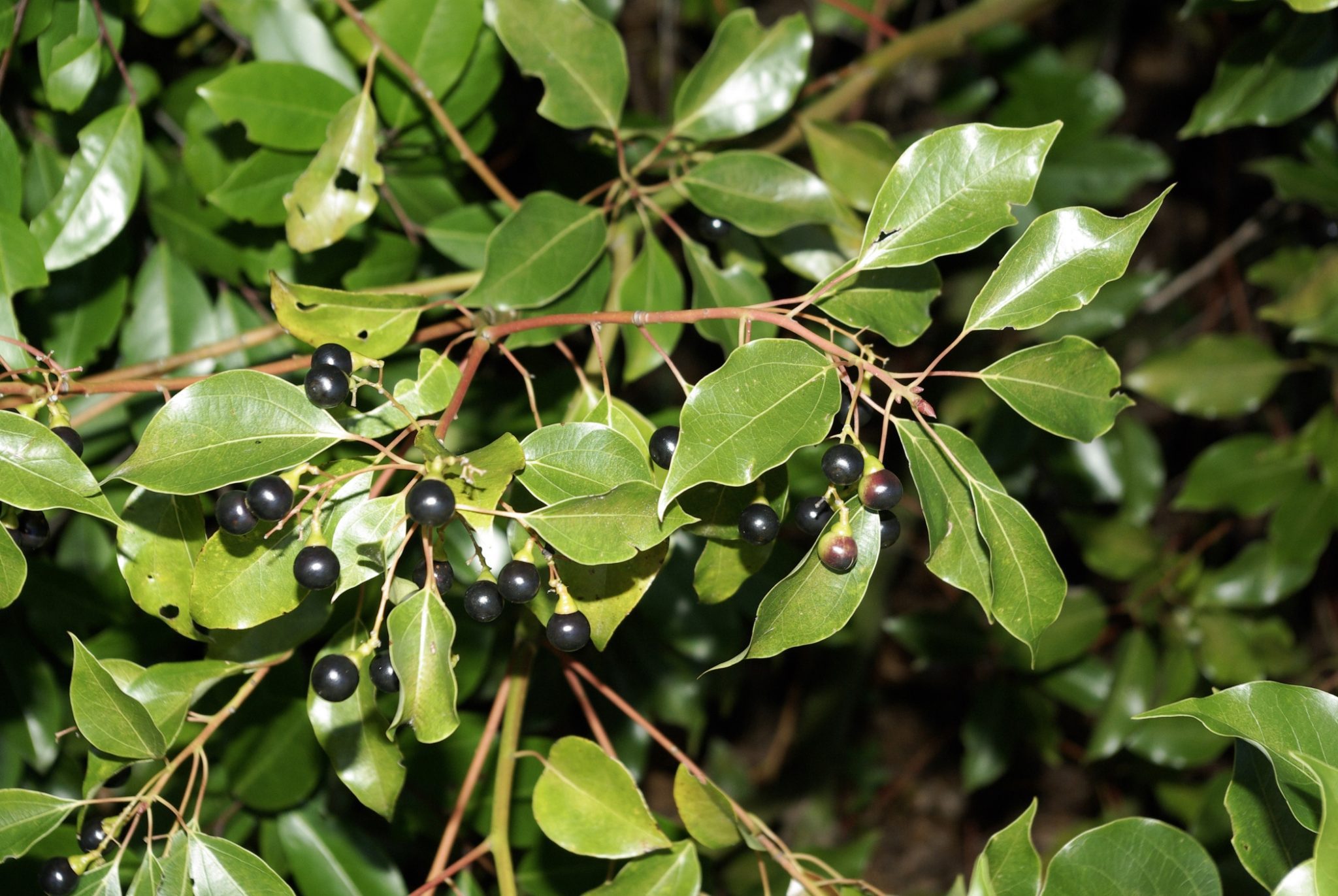 <p><strong>Common name</strong>: Camphor</p><p><strong>Part used</strong>: Leaves, gum, chopped wood</p><p><strong>Uses</strong>: Aphrodisiac, contraceptive, abortifacient, antiseptic, lactation suppressing, uterotrophic</p><p><strong>Constituents</strong>: <strong>Camphor, linalool (monoterpenes; volatile oils)</strong>, sesquiterpenes</p>