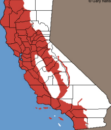 <p>Which Anguidae species?</p>