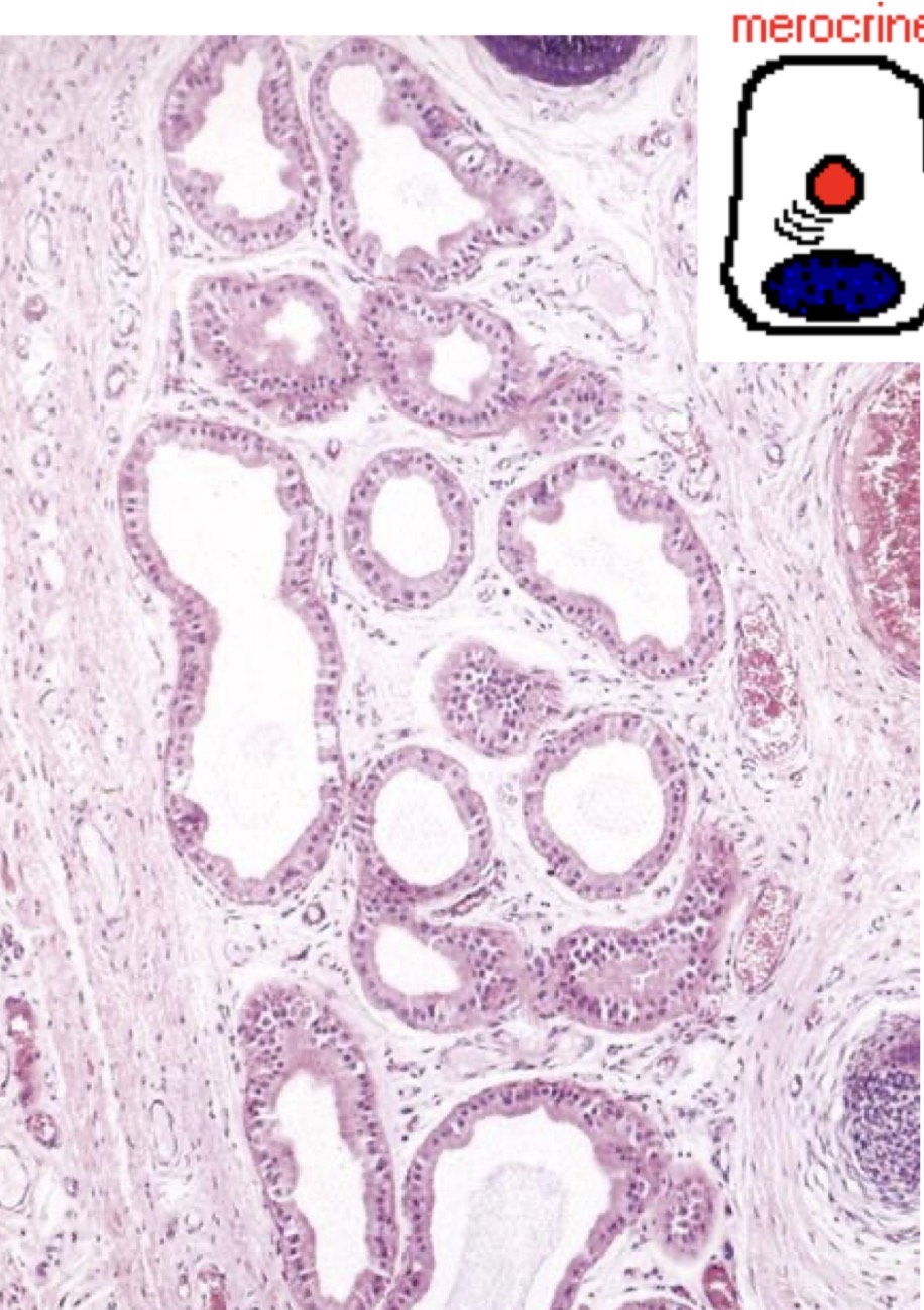 <p>Identify the Structure</p>