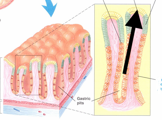 <p>Secretes thick alkaline mucus</p>