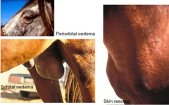 <p>A horse presents with ocular and scrotal edema, conjunctivitis, stiffness of gait, and rash. You think the disease affecting this male would cause abortion in mares following respiratory infection. What are you thinking?</p>