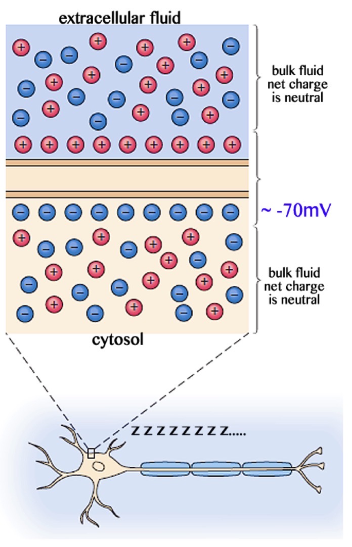 <p><span>Das Membranpotenzial ist die Spannungsdifferenz zwischen Zellinnerem und Zelläußerem, die durch eine ungleiche Verteilung von Ionen entsteht</span></p><ul><li><p>Alle Zellen in unserem Körper (auch Nervenzellen) haben eine elektrische Potenzialdifferenz zwischen dem Intra- und Extrazellulären Raum</p></li></ul><ul><li><p>Meist besteht ein Überschuss negativer Ladung auf der cytosolischen (innere der Zelle) und ein Überschuss positiver Ladung auf der Extrazellulären Seite der Zellmembran</p></li><li><p>Dieses Membranpotenzial wird als Ruhepotenzial bezeichnet und liegt bei ca. 70mV (innen - außen)</p></li></ul><p>Nervenzellen zeigen dynamische Änderungen des Membranpotenzials (Abweichung vom Ruhepotenzials) => Grundlage der neuronalen Signalgebung</p><p></p>