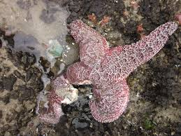 <p>-Epizootic that causes mass mortality in over 20 species of sea stars</p><p>-The bacterium Vibrio pectenicida causes this and is linked to warmer water temperatures.</p><p>-Symptoms include: Lethargy, rufusal to feed, white lesion, arms falling off.</p>