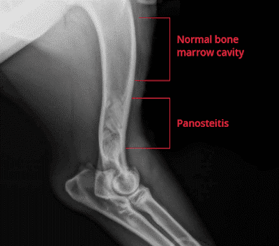 <p>Panosteitis</p>