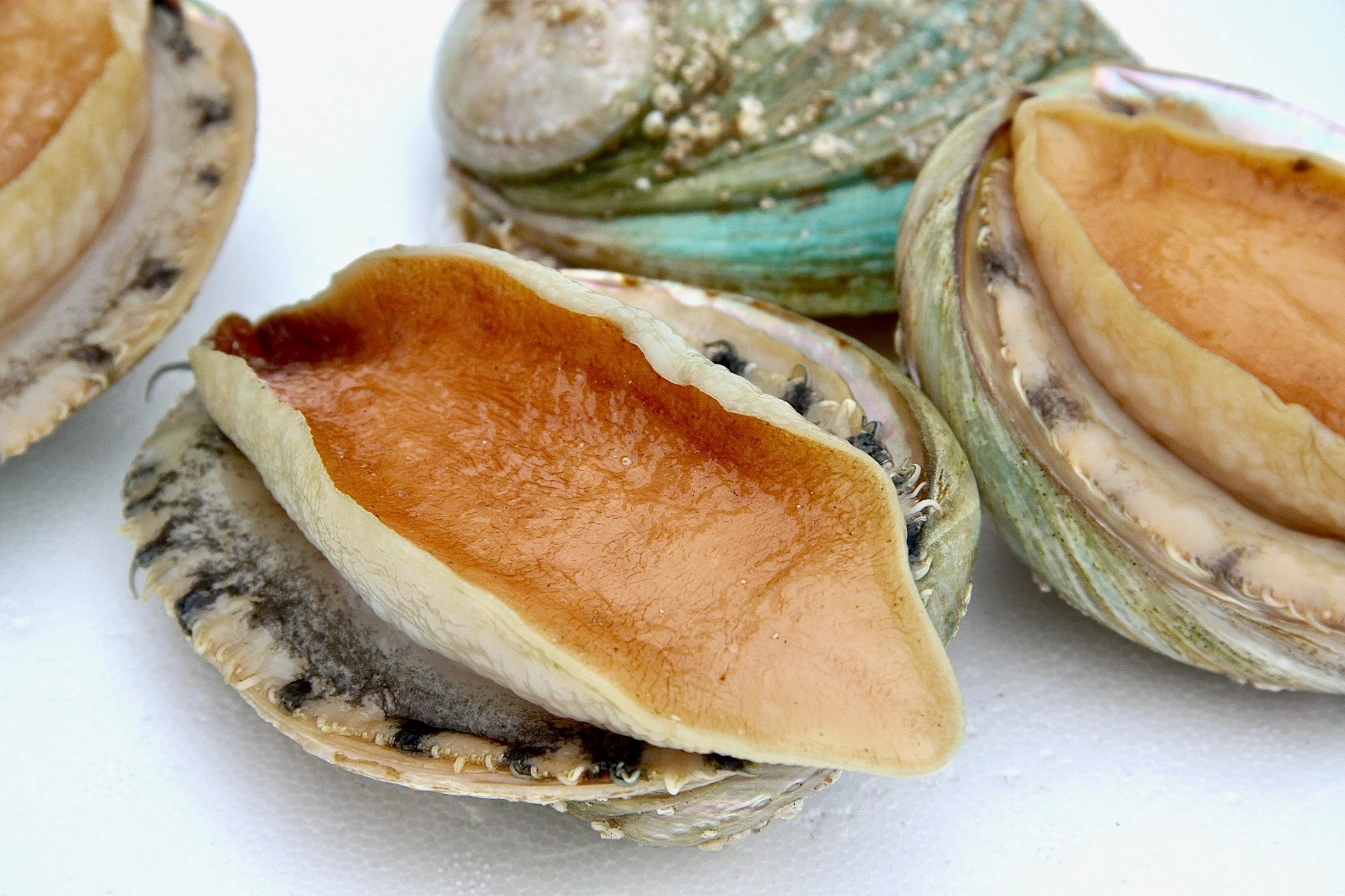 <p>abalone</p>