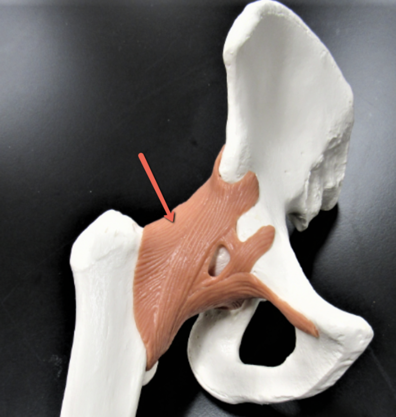 <p><span><strong>Identify the structure indicated by the pointer.</strong></span></p>