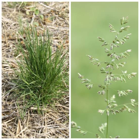 <p>Cool - Fine-textured, sod-forming perennial with boat-shaped leaf tips. Dominant in many lawns and pastures; spreads through rhizomes and prefers fertile soils.</p>