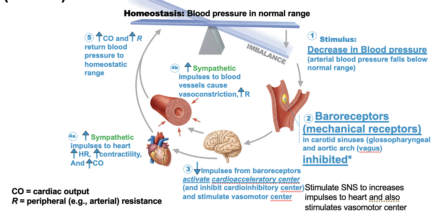 <p>Baroreceptor reflex</p>