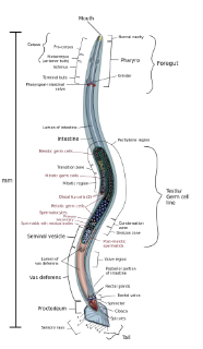 <p>NEMATODES (NEMATODA)</p><p>Second largest phylum in animal kingdom~25,000 described (1 million species predicted)~ half are parasitic (humans, animals, plants, insects)<1mm to > 1 meter in length</p><p>Cylindrical, are dioecious (male&amp; female), have 'teeth'</p><p>Have an open intestine and nervous system and body cavity</p><p>.</p><p>GASTROINTESTINAL</p><p>- Ascaris lumbricoides</p><p>- Trichuris trichura</p><p>- Hookworms</p><p>- Strongyloides stercoralis</p><p>- Enterobius vermicularis</p><p>.</p><p>TISSUE OR BLOOD:</p><p>- Toxocara canis</p><p>- Trichinella spiralis</p><p>- Filarial worms</p><p>- Guinea worm</p>