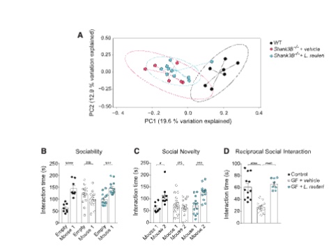 <p>giving <em>L. reuteri</em> to the ASD mice didn't actually fix or restore their overall gut microbiome composition — yet it still fixed their behavior. This means the probiotic isn't working by rebalancing the whole gut ecosystem. Second, even germ-free mice — raised in sterile conditions with absolutely no gut bacteria at all — showed social deficits, and colonizing them with <em>L. reuteri</em> alone was enough to restore normal social behavior. This proves <em>L. reuteri</em> is acting directly, not through interactions with other bacteria.</p>