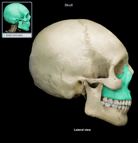 <p>What part of the skull is this?</p>