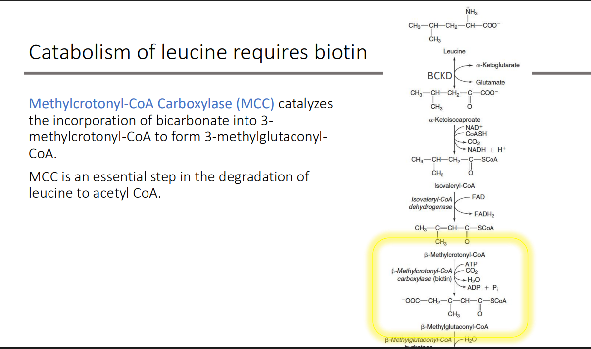 <p>leucine to acetyl CoA</p>