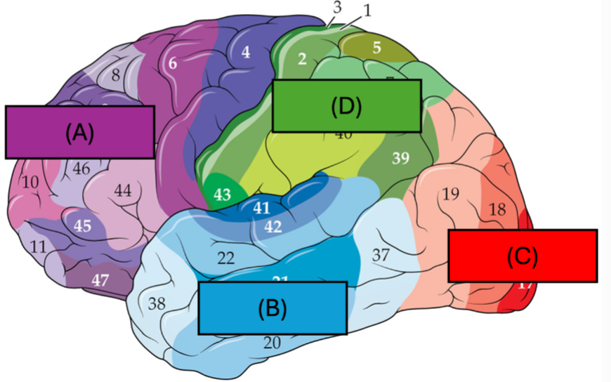 <p>Use the following picture to label the lobes of the brain</p>