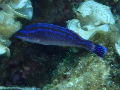 <p>Centrolabrus melanocercus </p>