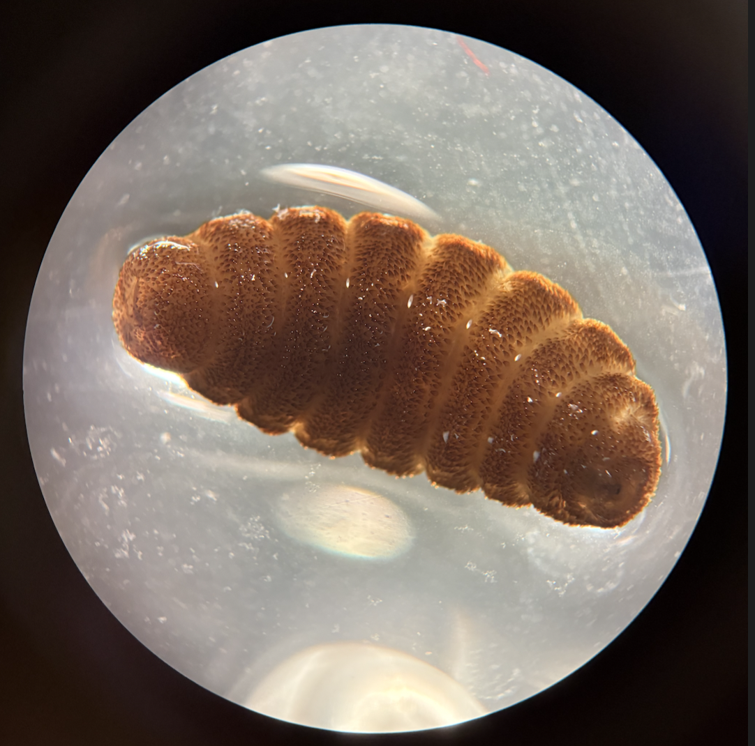 <ul><li><p>name</p></li><li><p>host</p></li><li><p>target tissue</p></li><li><p>identifying features</p></li></ul><p></p>