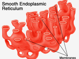 <p>Smooth Endoplasmic Reticulum (SER)</p>