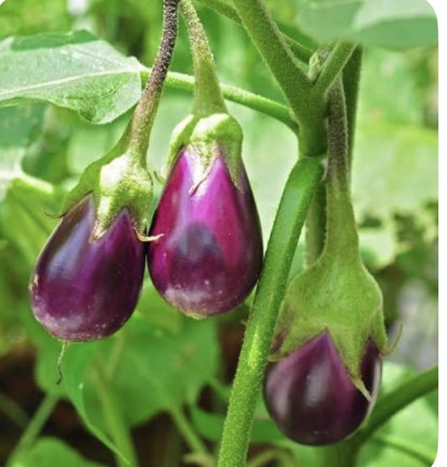 <p>Eggplant</p>