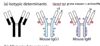 <p>antistoffen die verschillen van elkaar doordat ze een andere klasse antistof zijn</p><p>bv: IgG vs IgM</p>