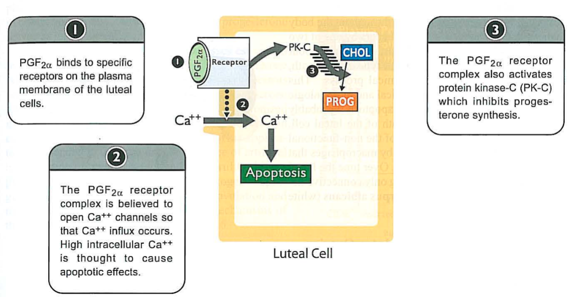 <p>What is apoptosis, and how does it relate to luteolysis?</p>