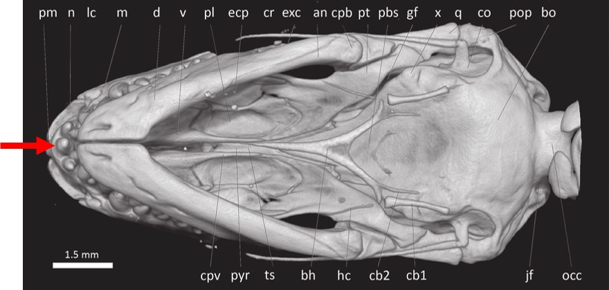 <p>The presence of a a single medial tooth in the upper jaw of this skulls indicates that this is a skull of a(n): </p>