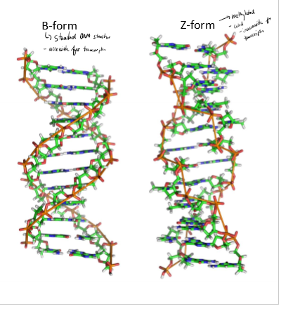 <p>What is the Z and B form of DNA? What causes this?</p>