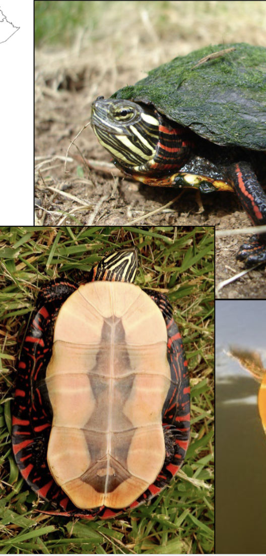 <p>Smooth, blackish or olive shell, head</p><p>with numerous yellow lines, limbs have</p><p>red stripes, dark blotch on plastron;</p><p>colorful</p><p><strong>dist: </strong>W and C KY</p>