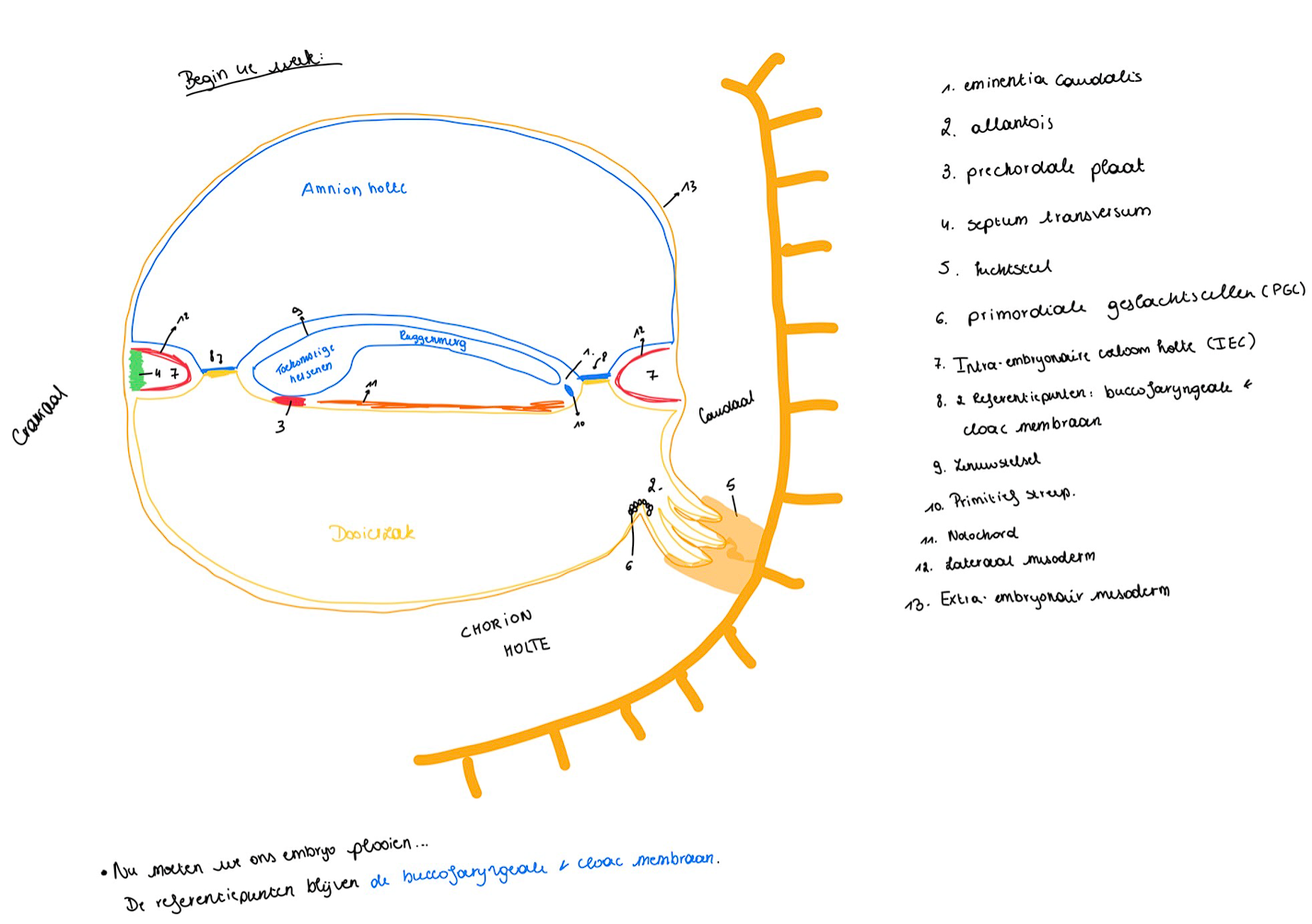 <ul><li><p>De buccofrayngeale membraan is de plaats waar het ectoderm vasthangt aan het onderliggende <span style="font-family: "Times New Roman";">endoderm en waar geen mesoderm is: hij ligt wat dieper / is een beetje ‘ingezonken’.</span></p><p style="text-align: left;"></p><p style="text-align: left;">Hetzelfde geldt voor de cloac membraan, die is ook wat dieper gelegen.</p><p style="text-align: left;"></p><p style="text-align: left;">Aan de buccofaryngeale en cloac membraan plakken ectoderm en endoderm aan elkaar vast.</p></li></ul><p></p><ul><li><p>omdat we hier op de middellijn snijden</p></li></ul><p></p><ul><li><p>dit is het septum transversum, het sluit de intra-embryonaire coeloom holte vooraan af</p></li></ul><p></p><ul><li><p>de allantois bevindt zich in de hechtsteel</p></li></ul><p></p><ul><li><p>de PGGC ontstaan in de epiblast en migreren naar buiten in de wand van de dooierzak.</p></li></ul><p>we vinden ze terug aan de allantois</p><p></p>