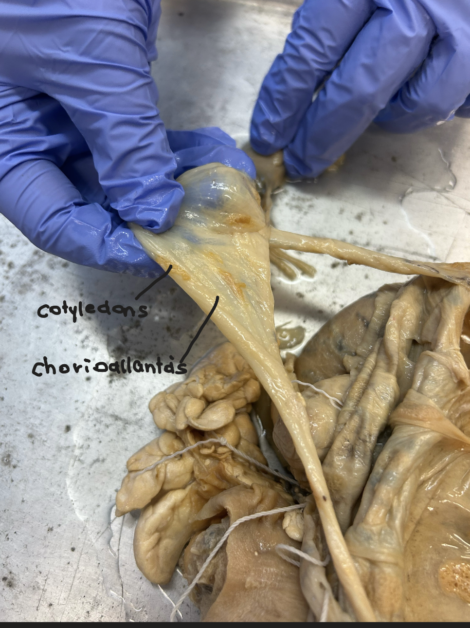 <p>Ewe placenta + fetus</p>